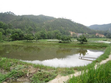 博望區(qū)丹陽鎮(zhèn)八卦村八卦片大溝承包經(jīng)營(yíng)權(quán)拍賣公告